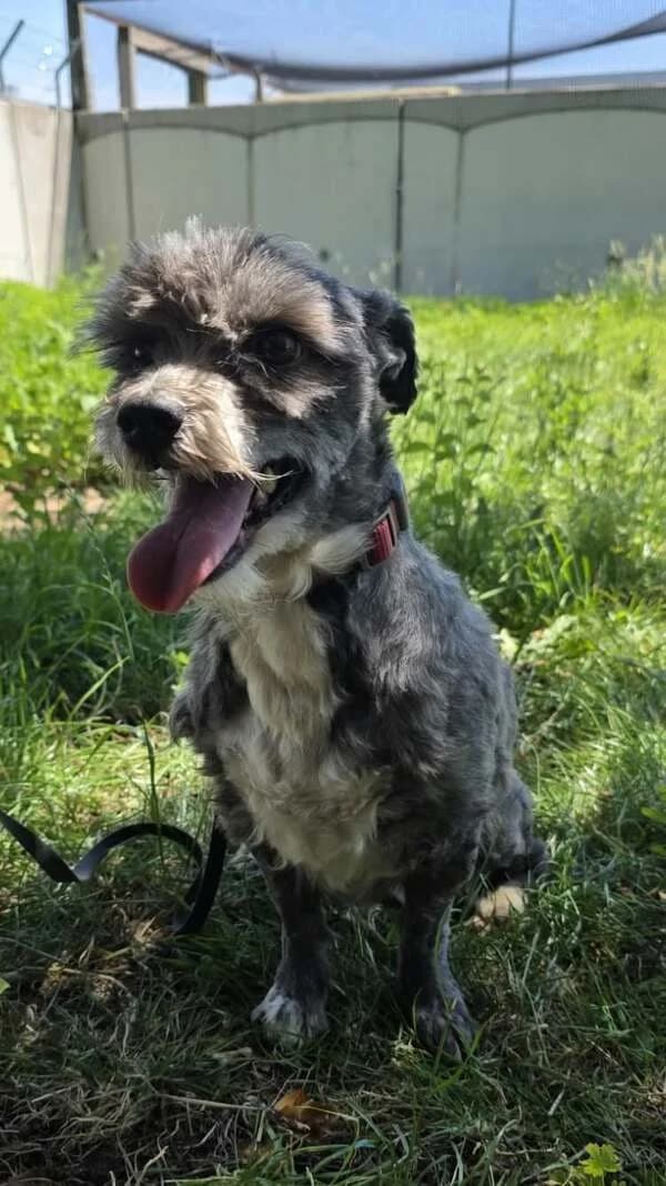 Pruts - x Lhassa Apso, female 6yo Mixed Breed for adoption at SPA Comines-Warneton, Comines (Hainaut)