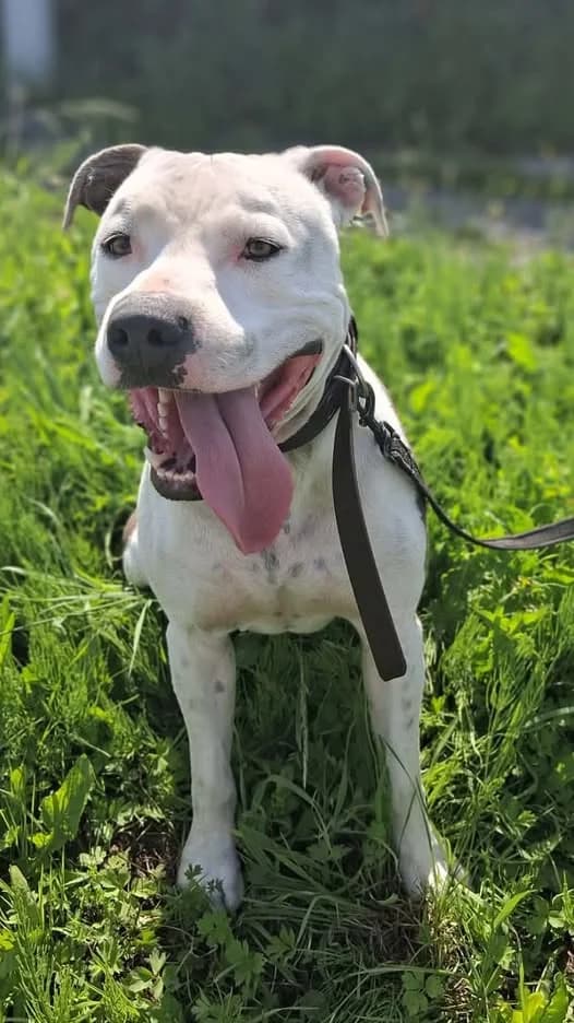 TYSON - American Staffordshire, 4yo Mixed Breed for adoption at SPA Comines-Warneton, Comines (Hainaut)