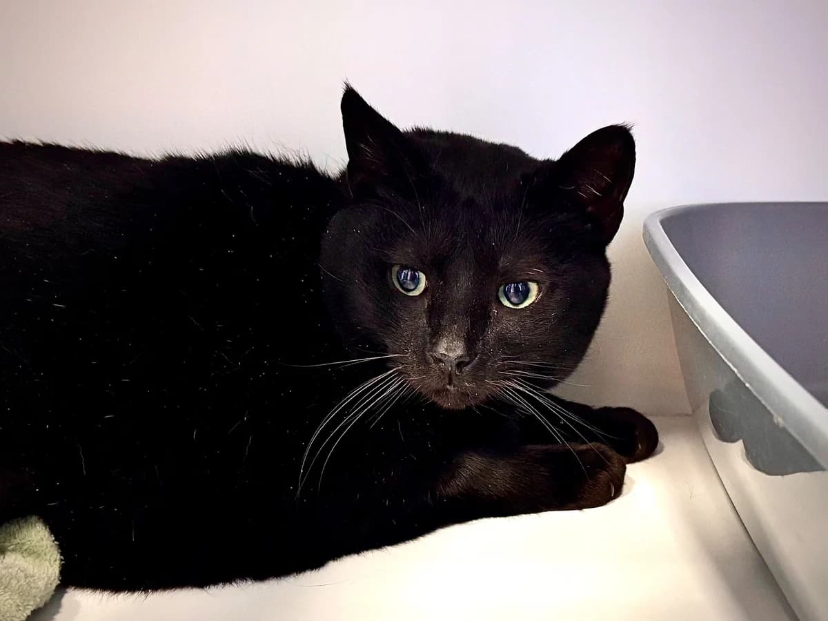 Zola, male 5yo European Shorthair for adoption at SPA La Louvière, Louviere