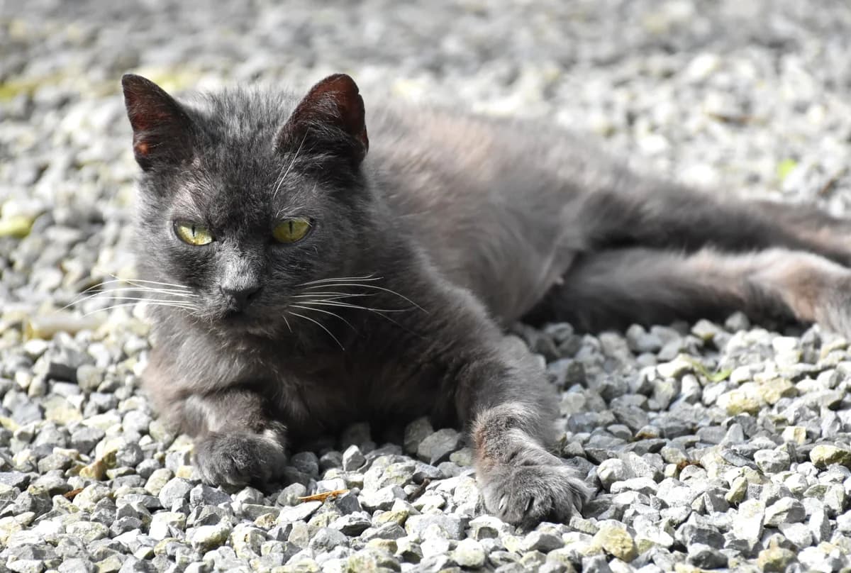 Emeraude (diabète), female senior European Shorthair for adoption at SPA La Louvière, Louviere