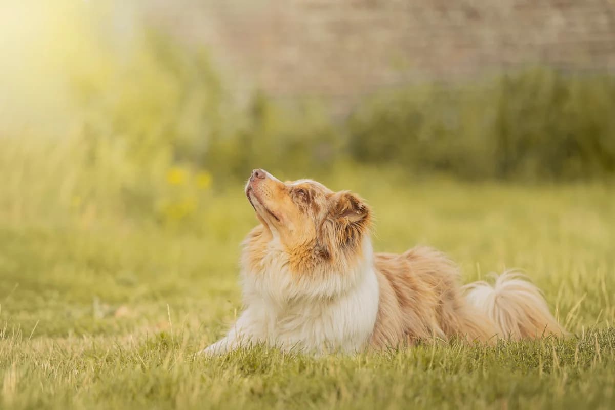 Scott, male 4yo Australian Shepherd for adoption at SPA La Louvière, Louviere