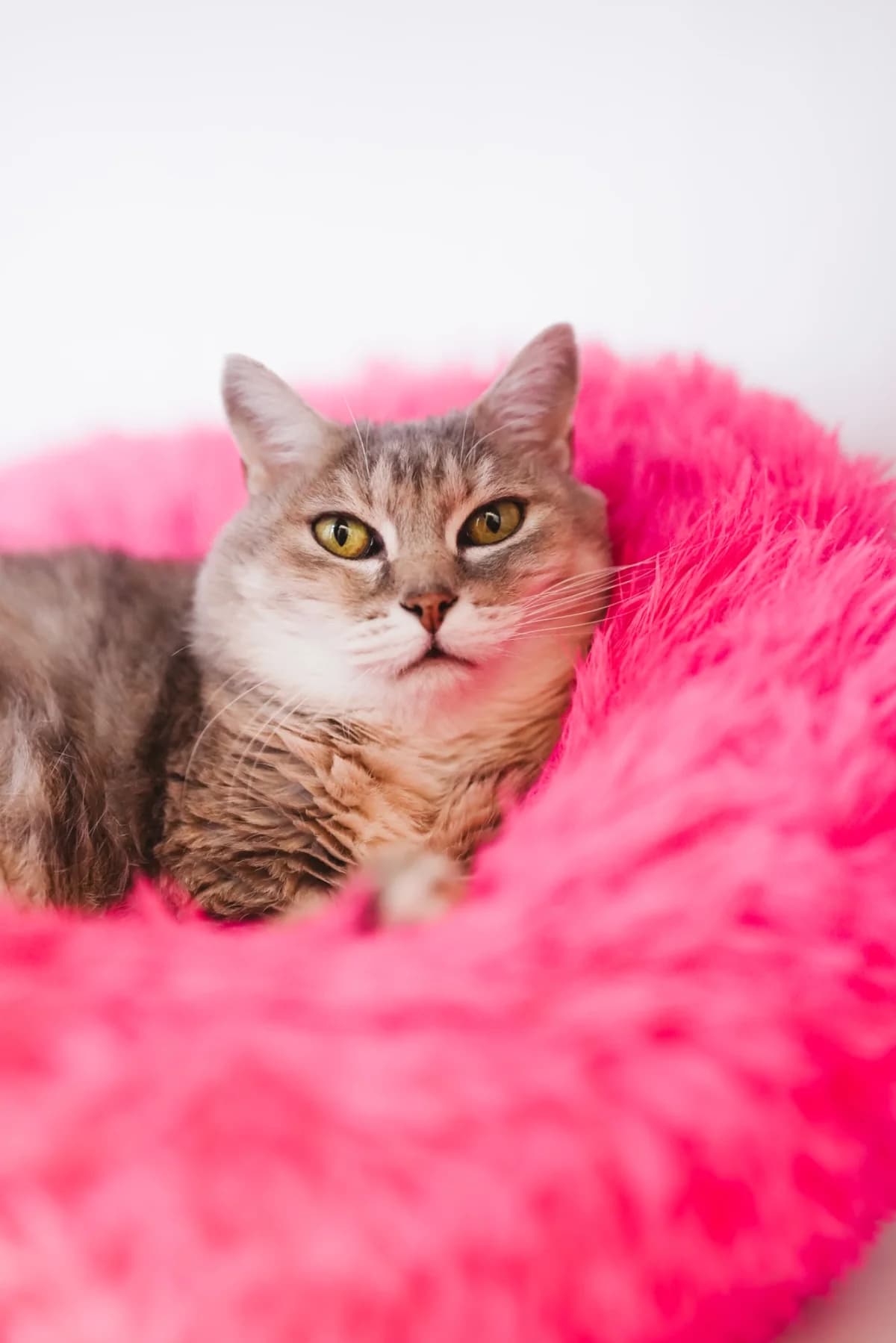 Hanna, female young European Shorthair for adoption at SPA La Louvière, Louviere