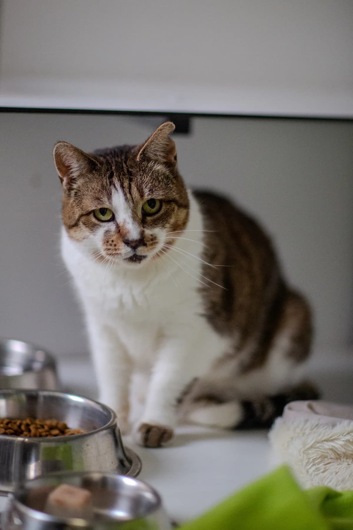 Saida, female senior European Shorthair for adoption at SPA La Louvière, Louviere