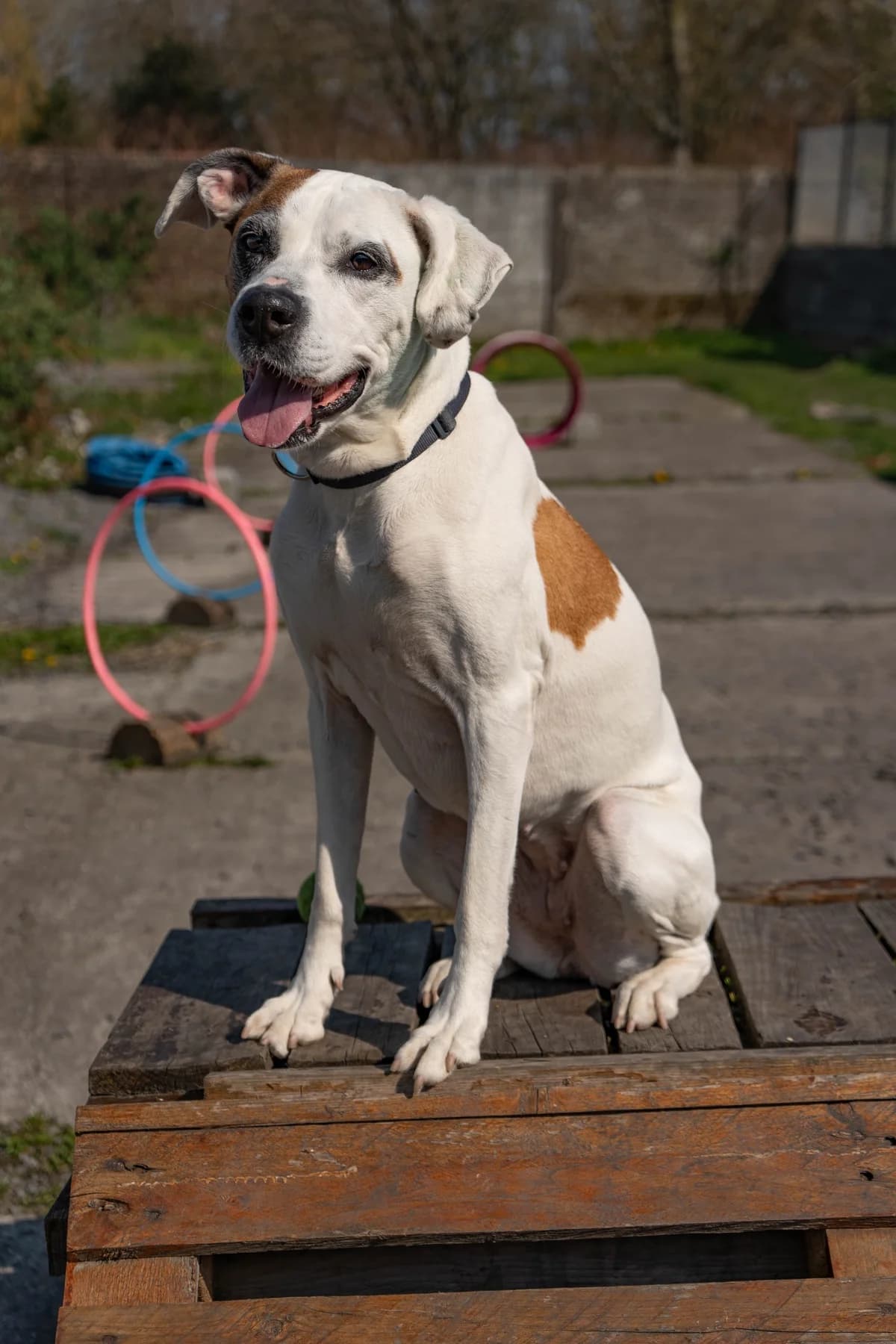 Pitchou, male senior French Bulldog for adoption at SPA La Louvière, Louviere