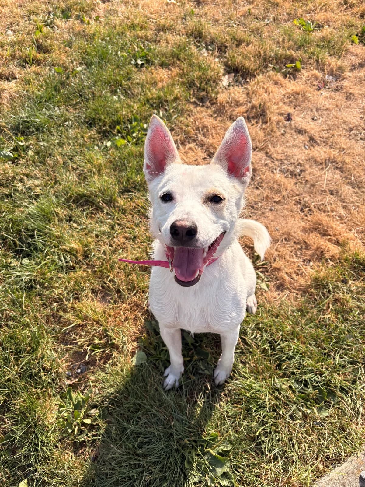 Texas, male 7yo French Bulldog for adoption at SPA La Louvière, Louviere