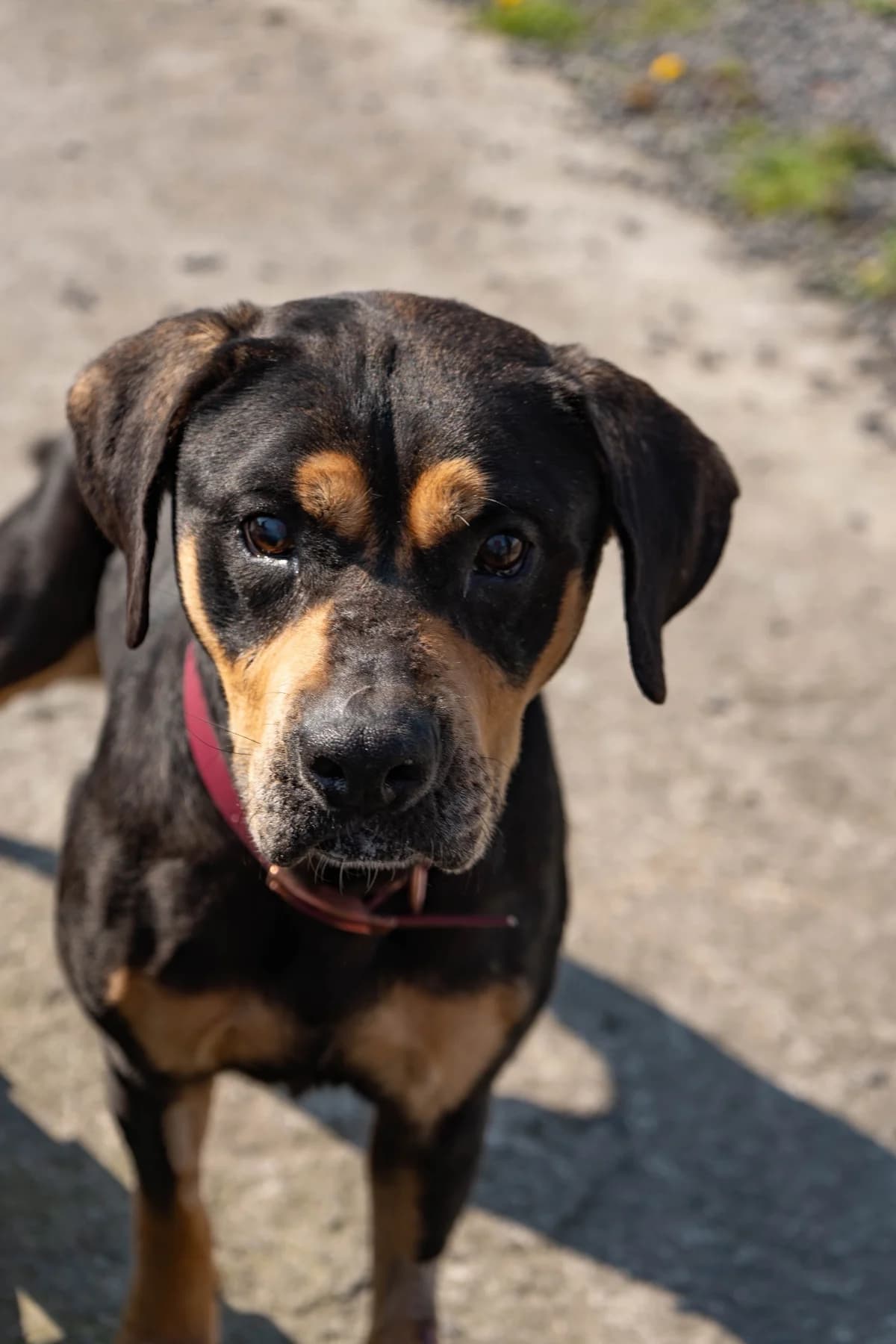 Alfy, female French Bulldog for adoption at SPA La Louvière, Louviere
