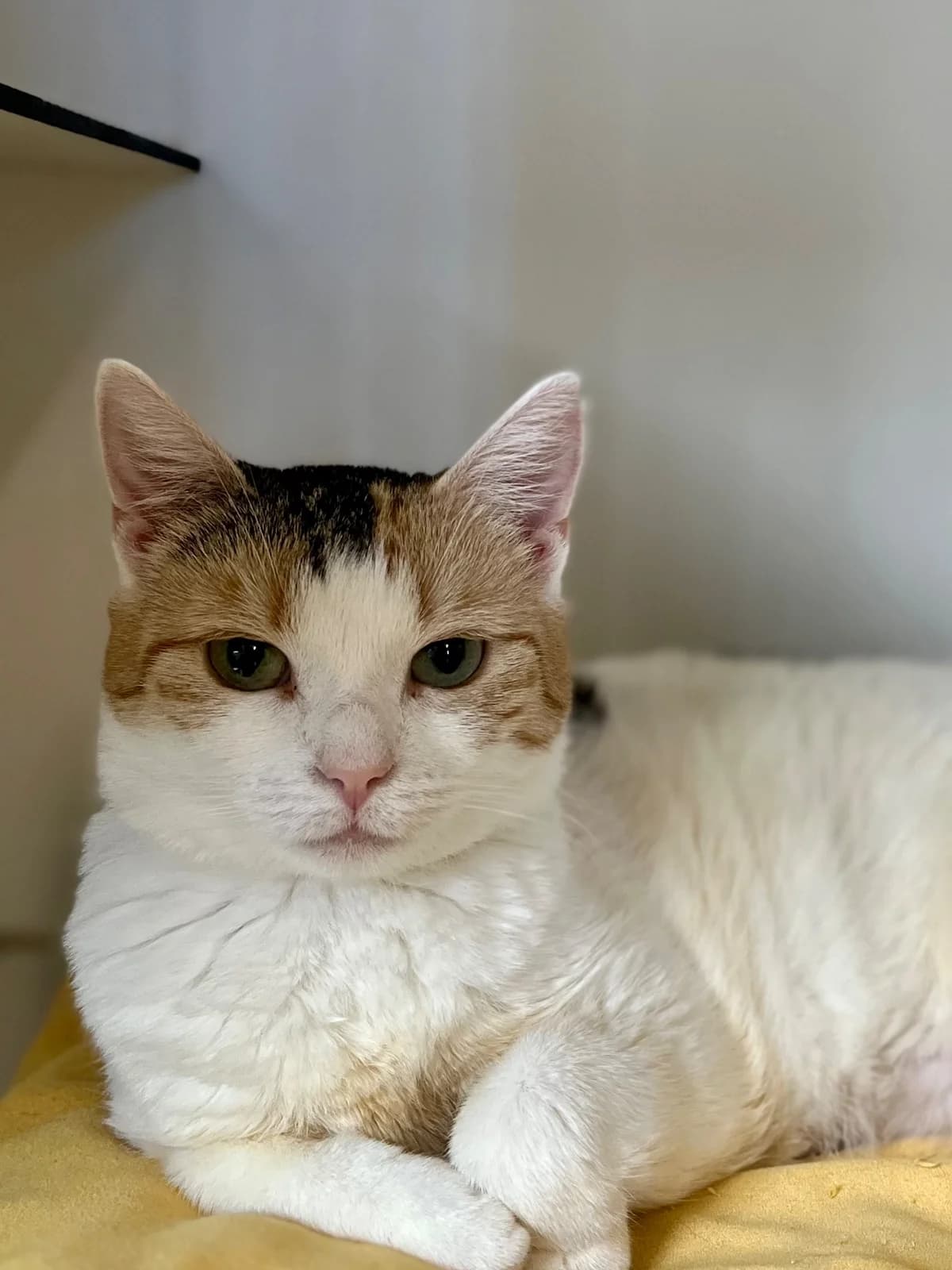Cuicui, female 7yo European Shorthair for adoption at SPA La Louvière, Louviere