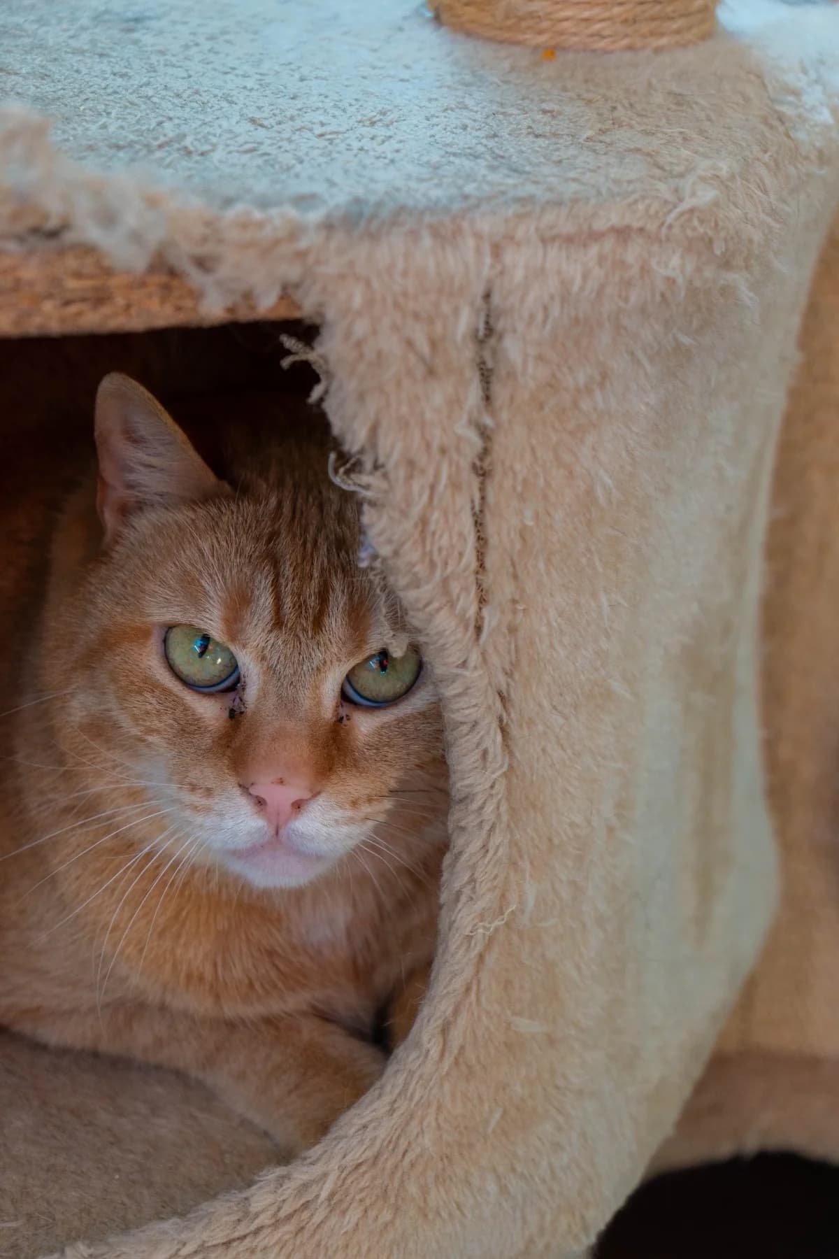 Cachou, female senior European Shorthair for adoption at SPA La Louvière, Louviere