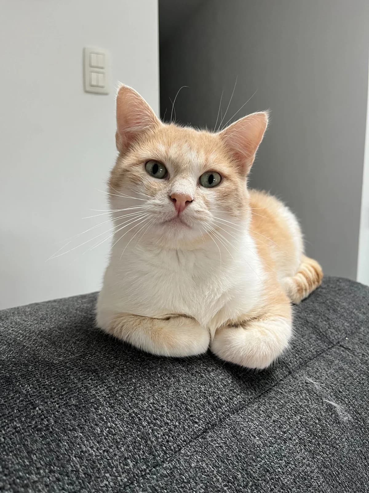 Smash, male 4yo European Shorthair for adoption at SPA La Louvière, Louviere