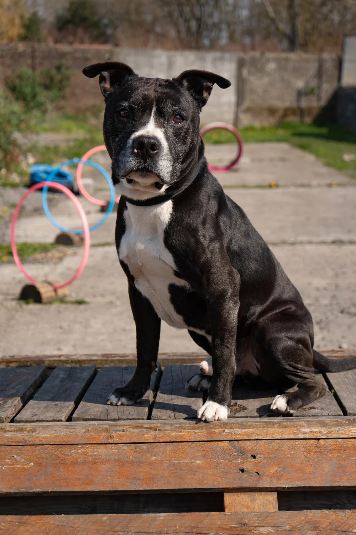 Sultan, male senior French Bulldog for adoption at SPA La Louvière, Louviere