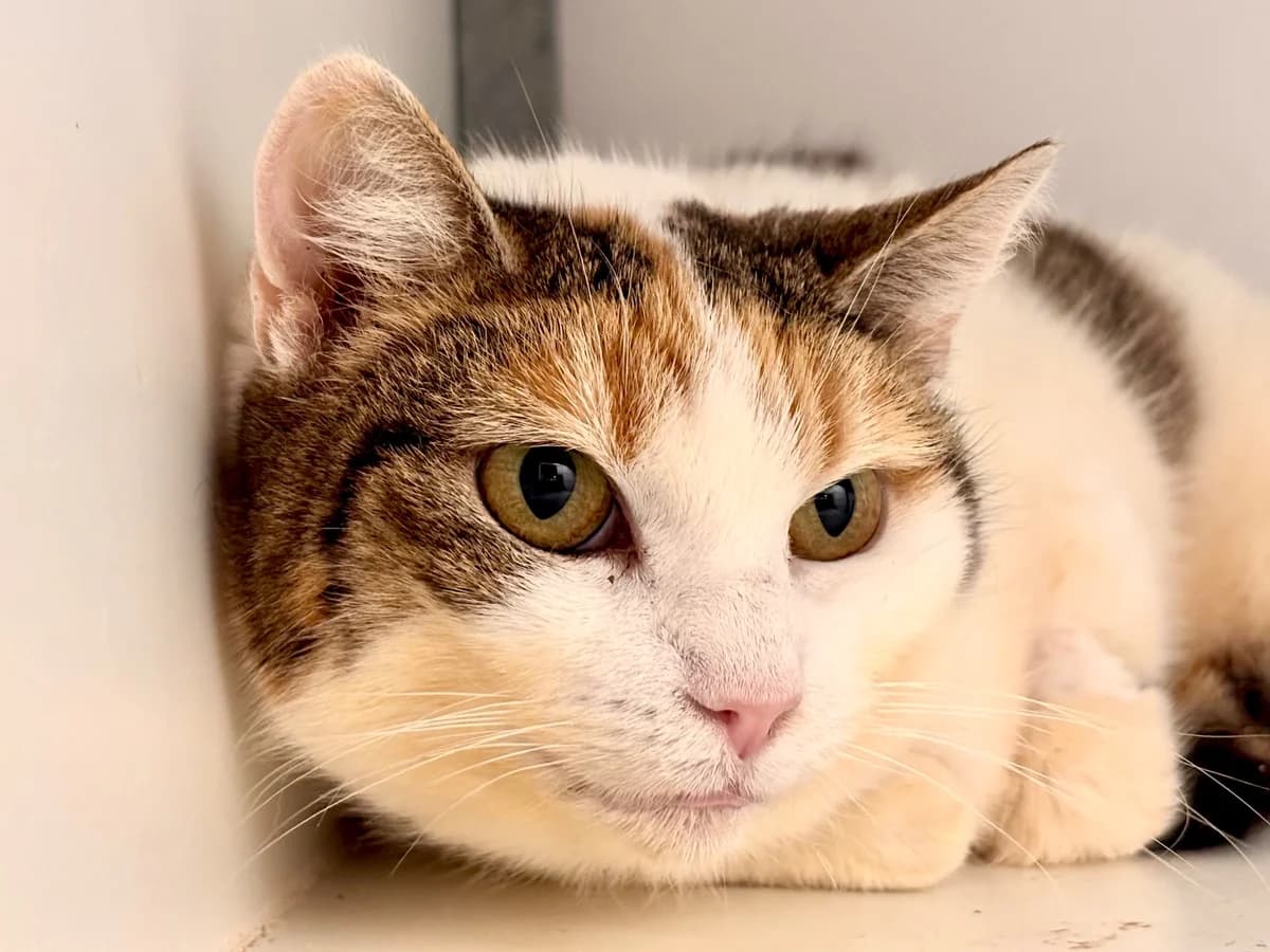 Cléo, female senior European Shorthair for adoption at SPA La Louvière, Louviere