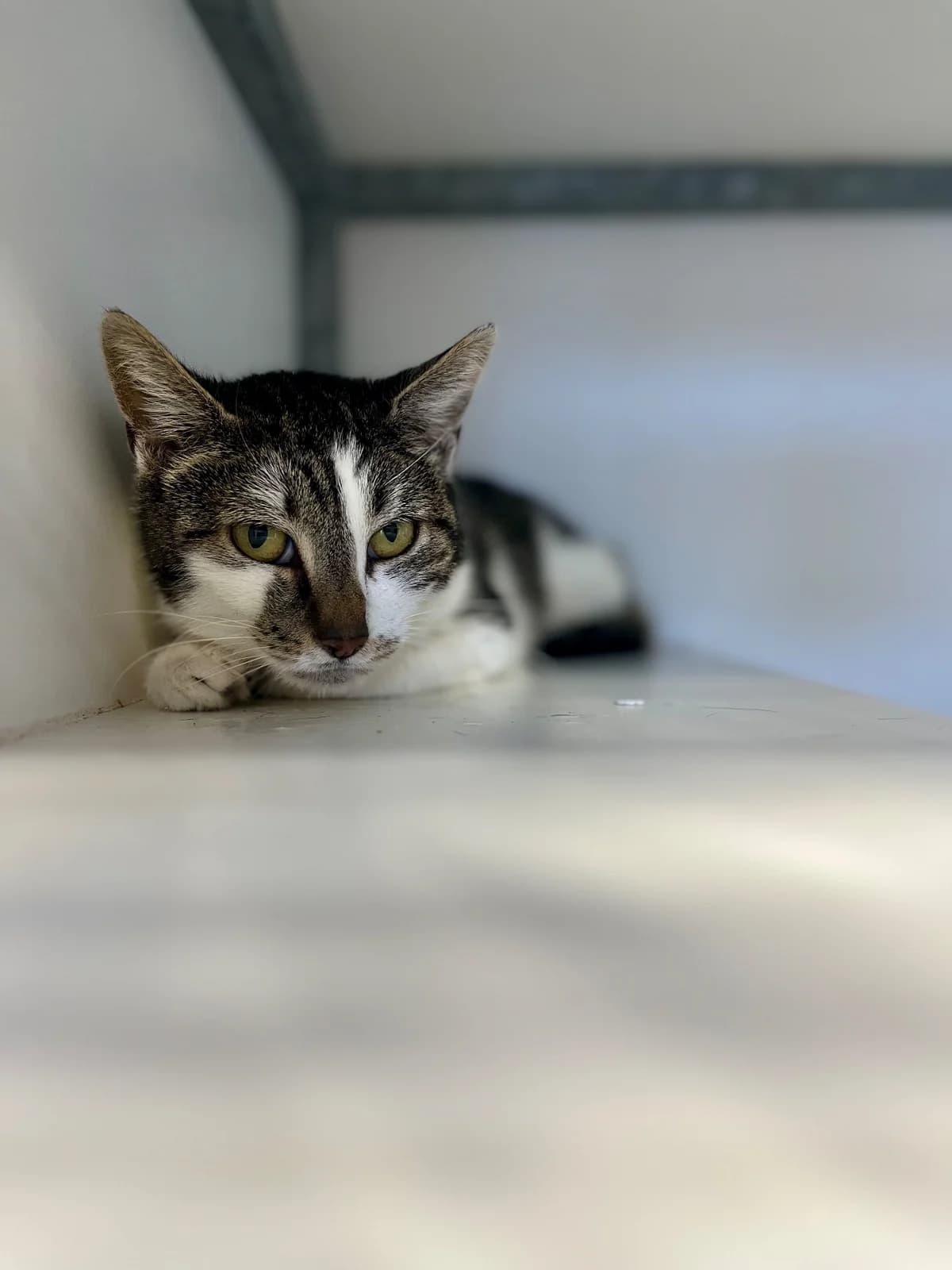 Lynette, female 5yo European Shorthair for adoption at SPA La Louvière, Louviere