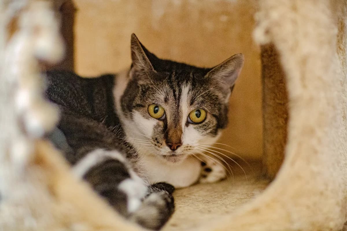 Lynette, female 5yo European Shorthair for adoption at SPA La Louvière, Louviere