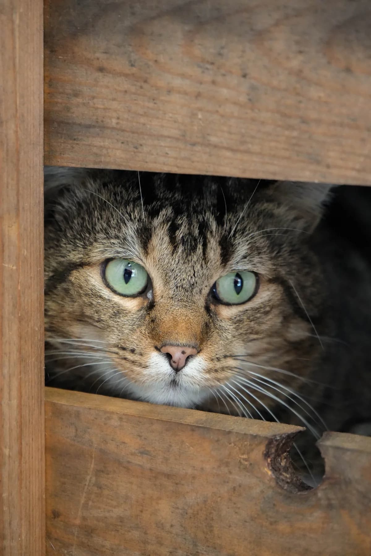 Toupie (FIV +), male 5yo European Shorthair for adoption at SPA La Louvière, Louviere