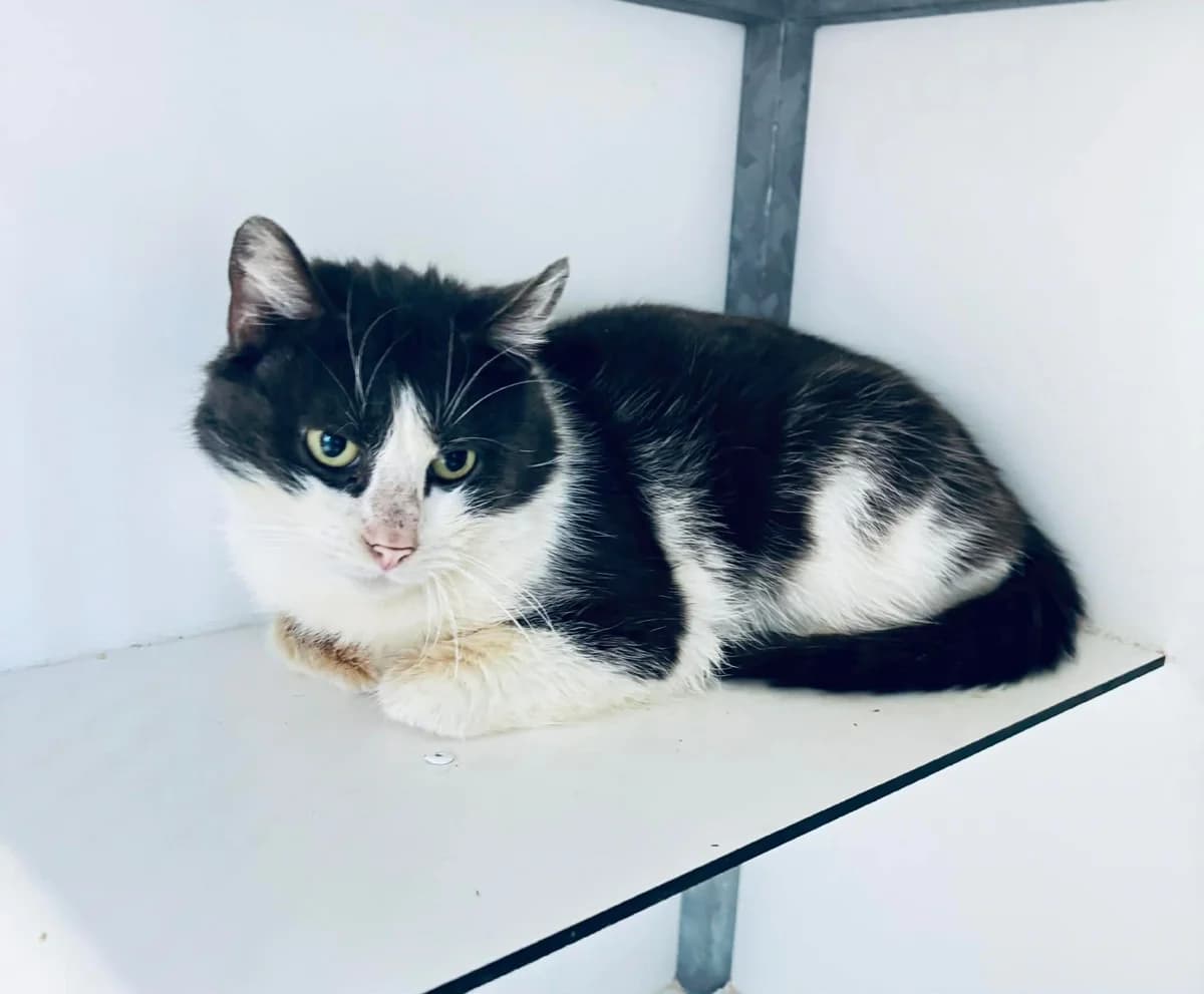 Chopin, male 3yo European Shorthair for adoption at SPA La Louvière, Louviere