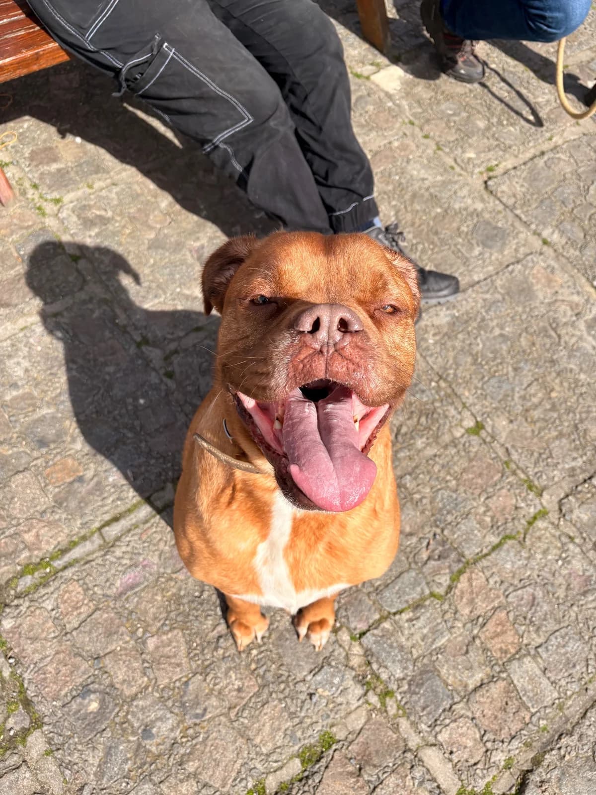 Mayka, female 5yo French Bulldog for adoption at SPA La Louvière, Louviere