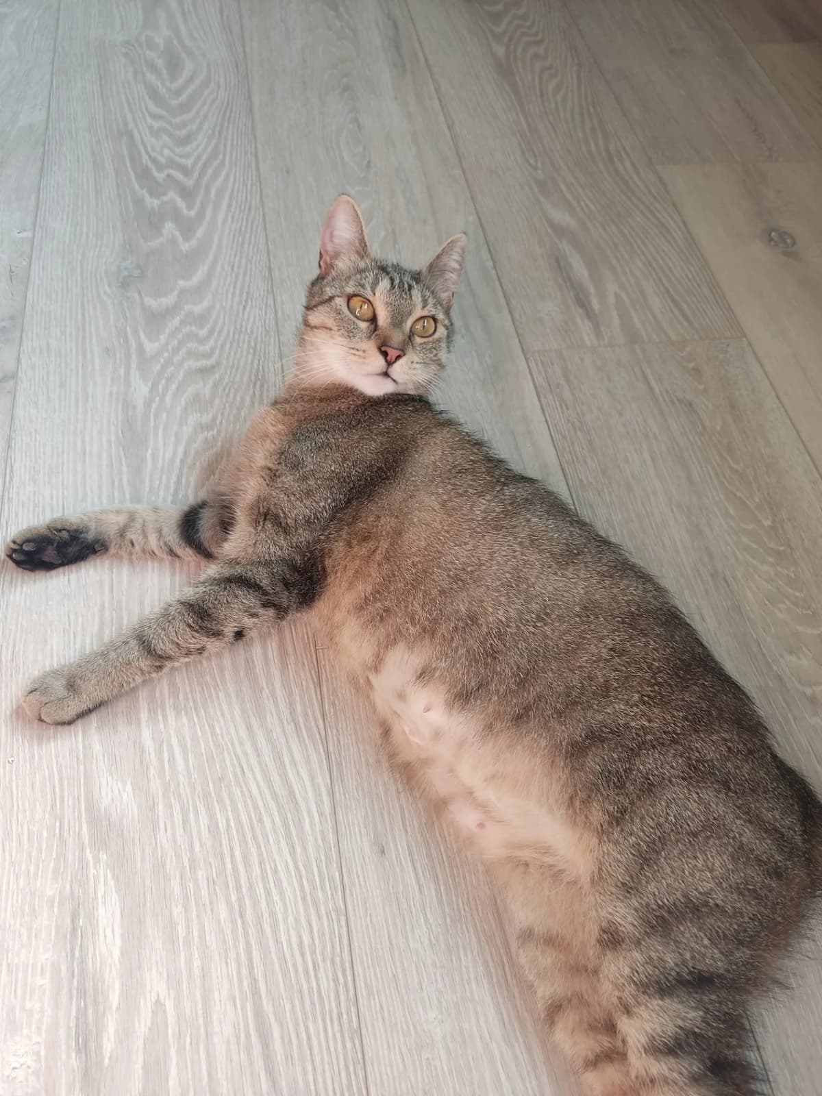 Joy, female 3yo European Shorthair for adoption at SPA La Louvière, Louviere