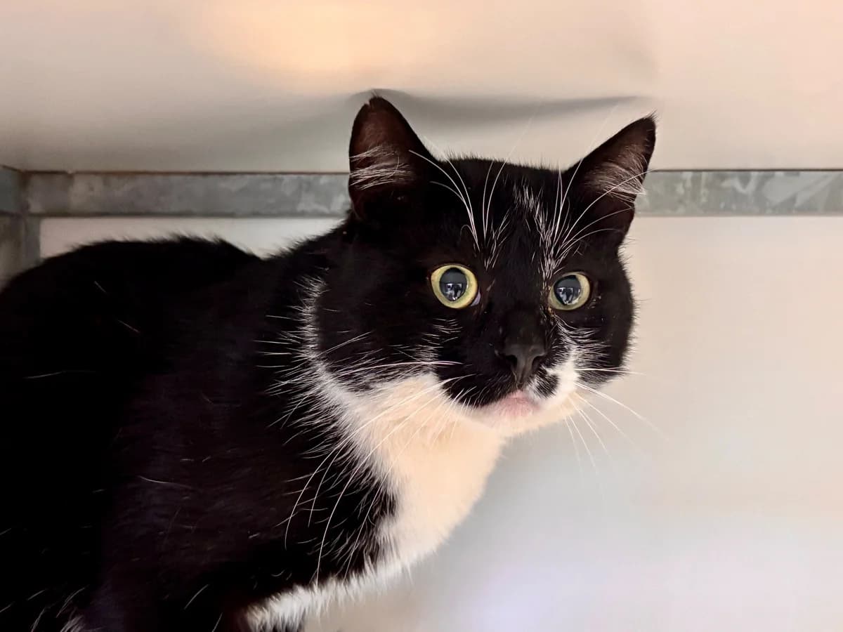 Chaplin, male 5yo European Shorthair for adoption at SPA La Louvière, Louviere