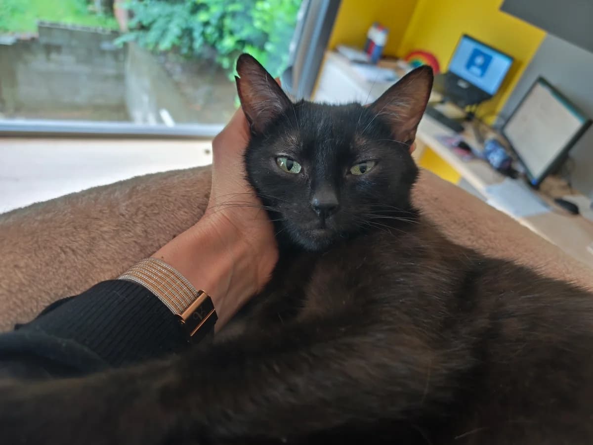 Khalessi, female young European Shorthair for adoption at SPA La Louvière, Louviere