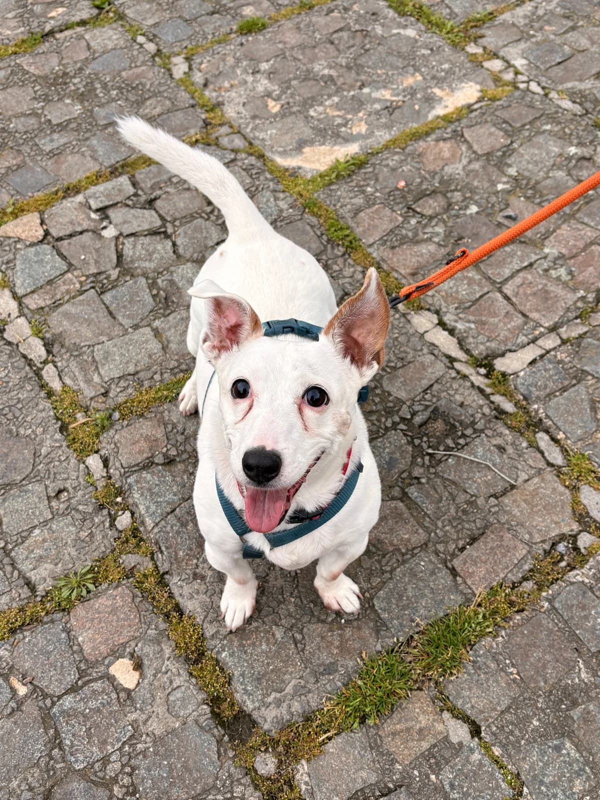 Lady, female senior French Bulldog for adoption at SPA La Louvière, Louviere