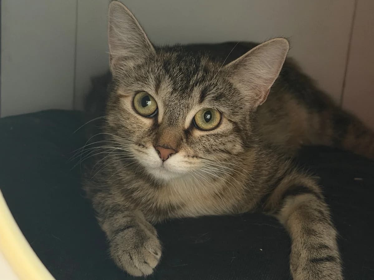 Tounia, female young European Shorthair for adoption at SPA La Louvière, Louviere