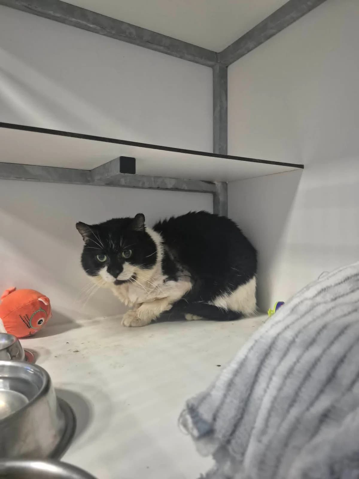 Billy (fiv +), male senior European Shorthair for adoption at SPA La Louvière, Louviere