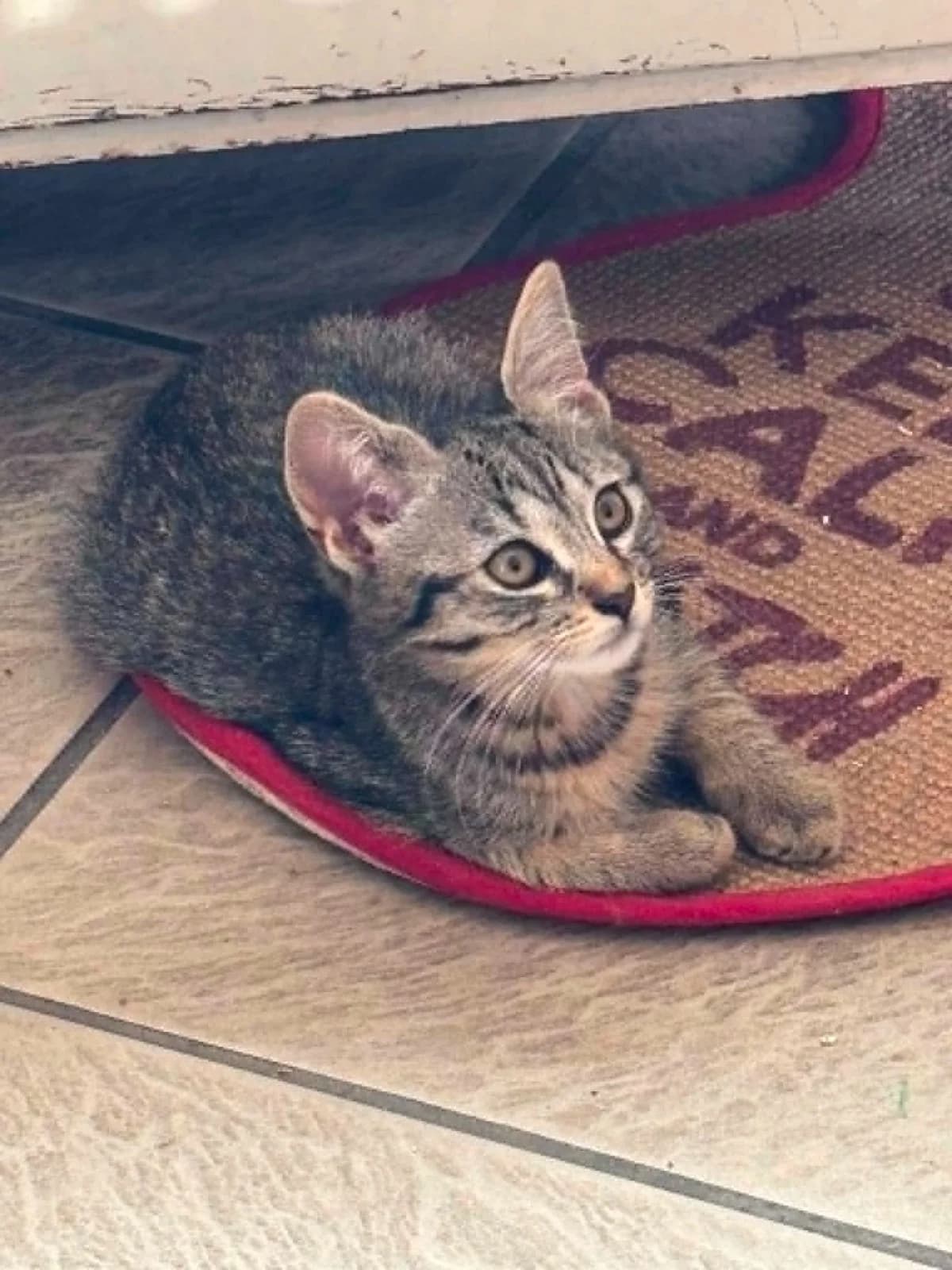 Venus, female puppy European Shorthair for adoption at SPA La Louvière, Louviere