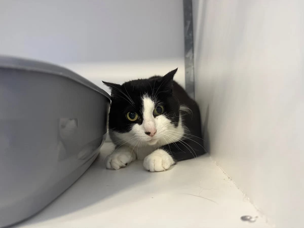 Nyx, female 7yo European Shorthair for adoption at SPA La Louvière, Louviere
