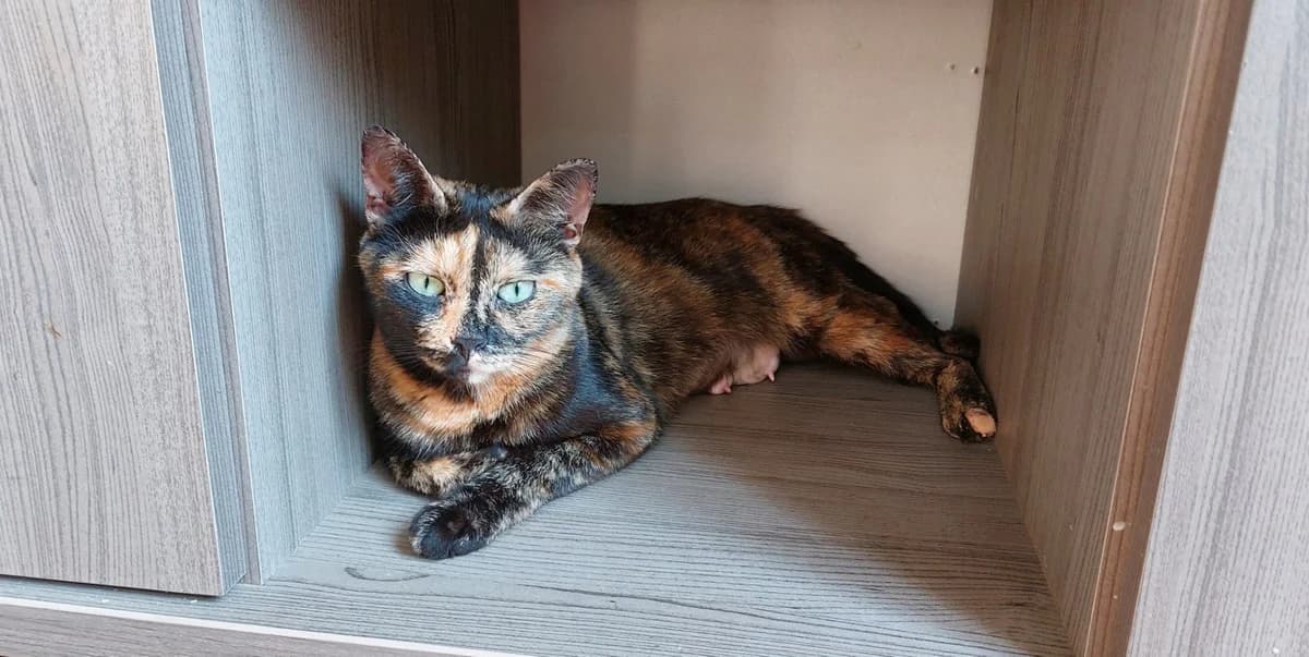 Cayenne, female 4yo European Shorthair for adoption at SPA La Louvière, Louviere