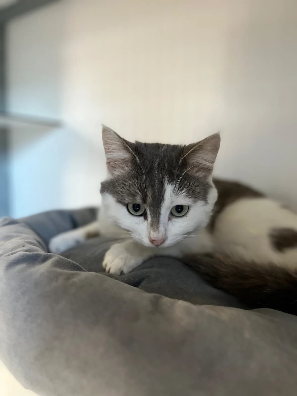 Odin, male young European Shorthair for adoption at SPA La Louvière, Louviere