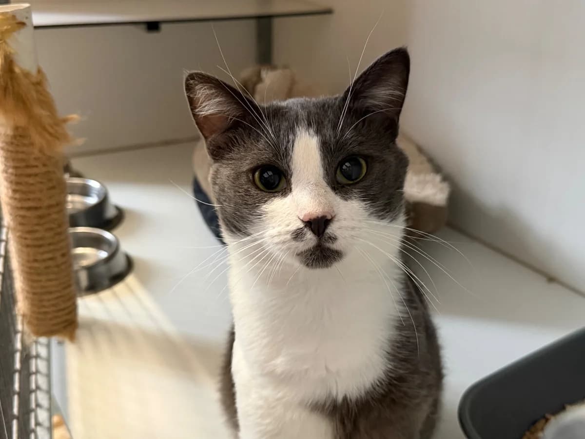 Bidule, male 3yo European Shorthair for adoption at SPA La Louvière, Louviere