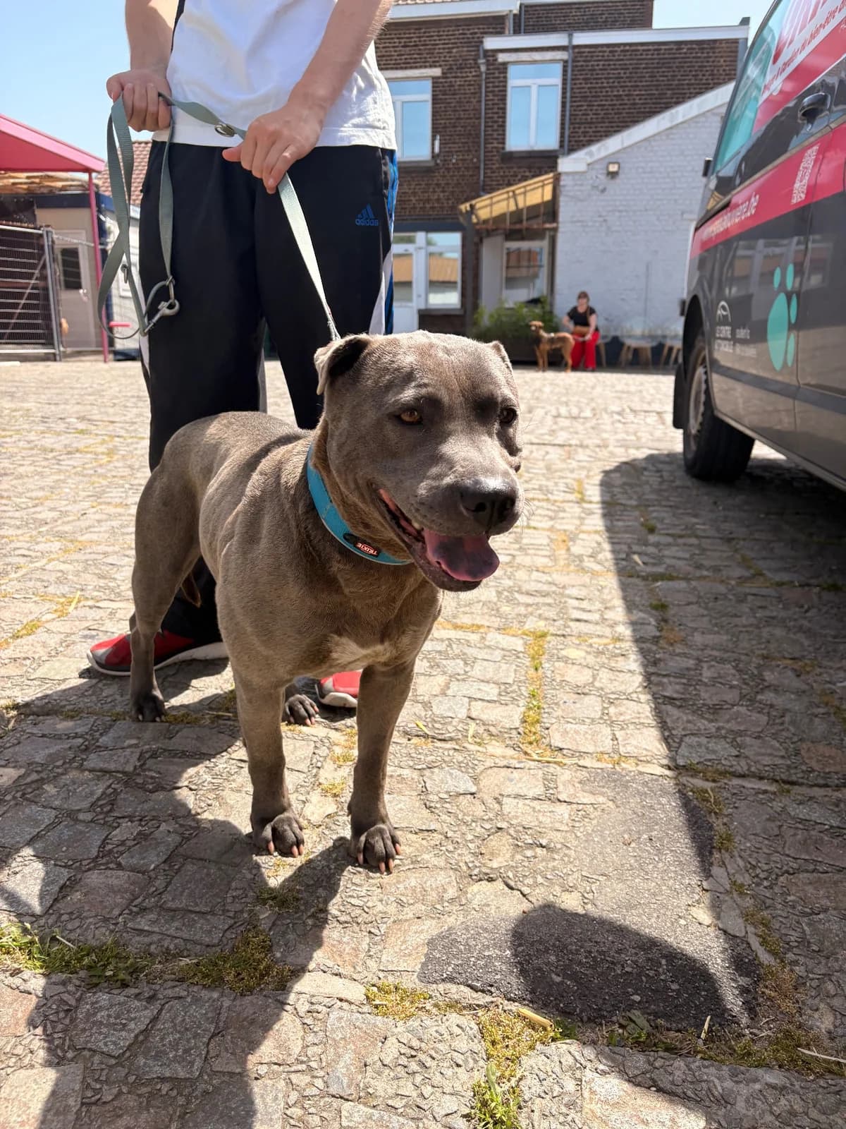 Roxie, female 6yo French Bulldog for adoption at SPA La Louvière, Louviere