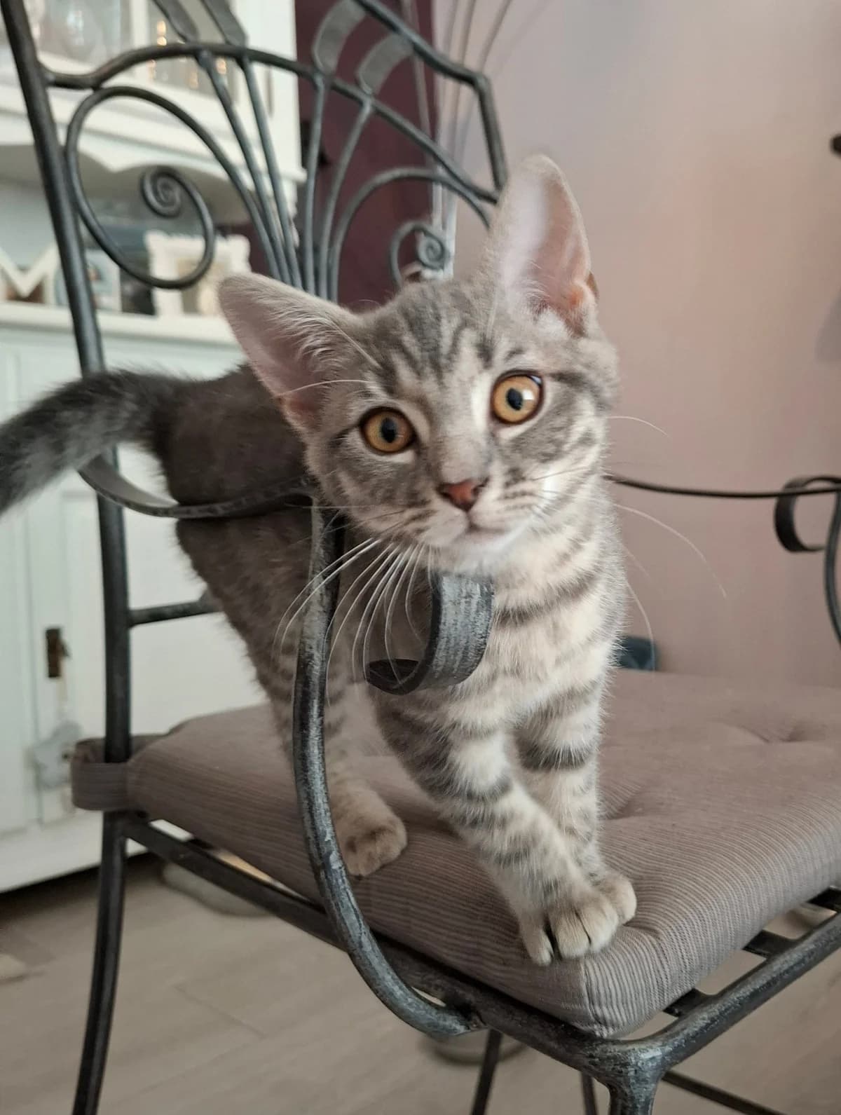 Moly, female puppy European Shorthair for adoption at SPA La Louvière, Louviere