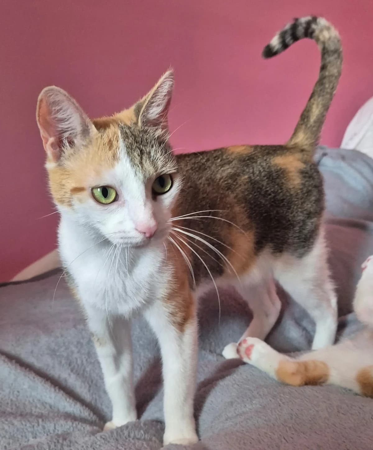 Nova, female 3yo European Shorthair for adoption at SPA La Louvière, Louviere