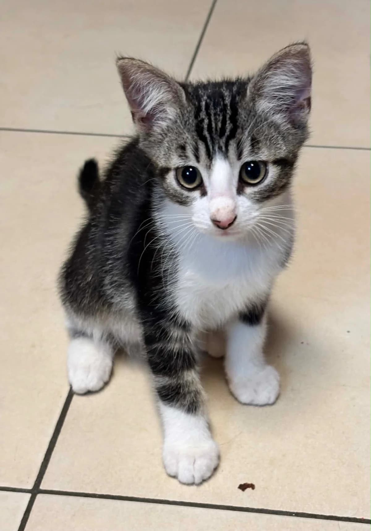 Osiris, male puppy European Shorthair for adoption at SPA La Louvière, Louviere