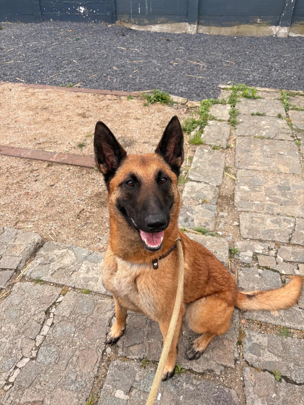 Dubaï, female 4yo French Bulldog for adoption at SPA La Louvière, Louviere