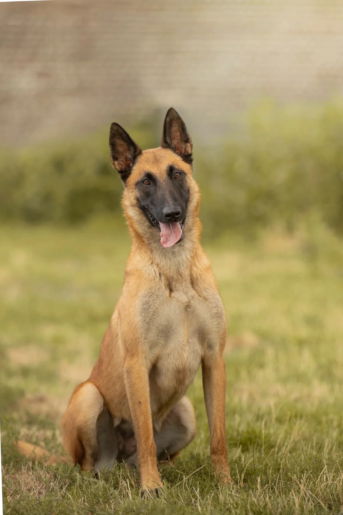 Dubaï, female 4yo Belgian Malinois for adoption at SPA La Louvière, Louviere