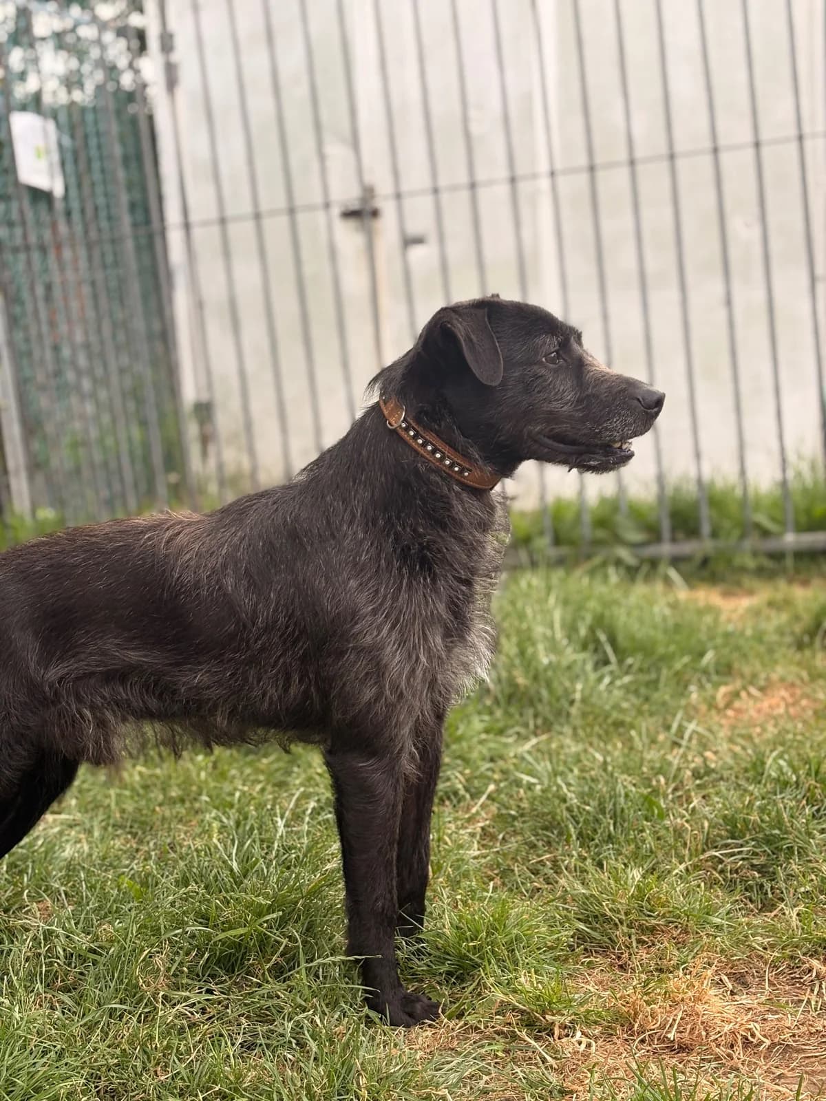 Zarko, male 6yo French Bulldog for adoption at SPA La Louvière, Louviere