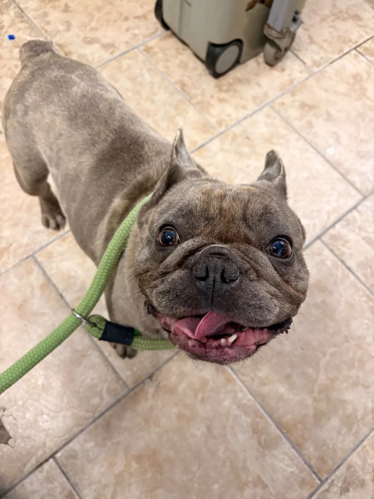 Oréo, male 5yo French Bulldog for adoption at SPA La Louvière, Louviere