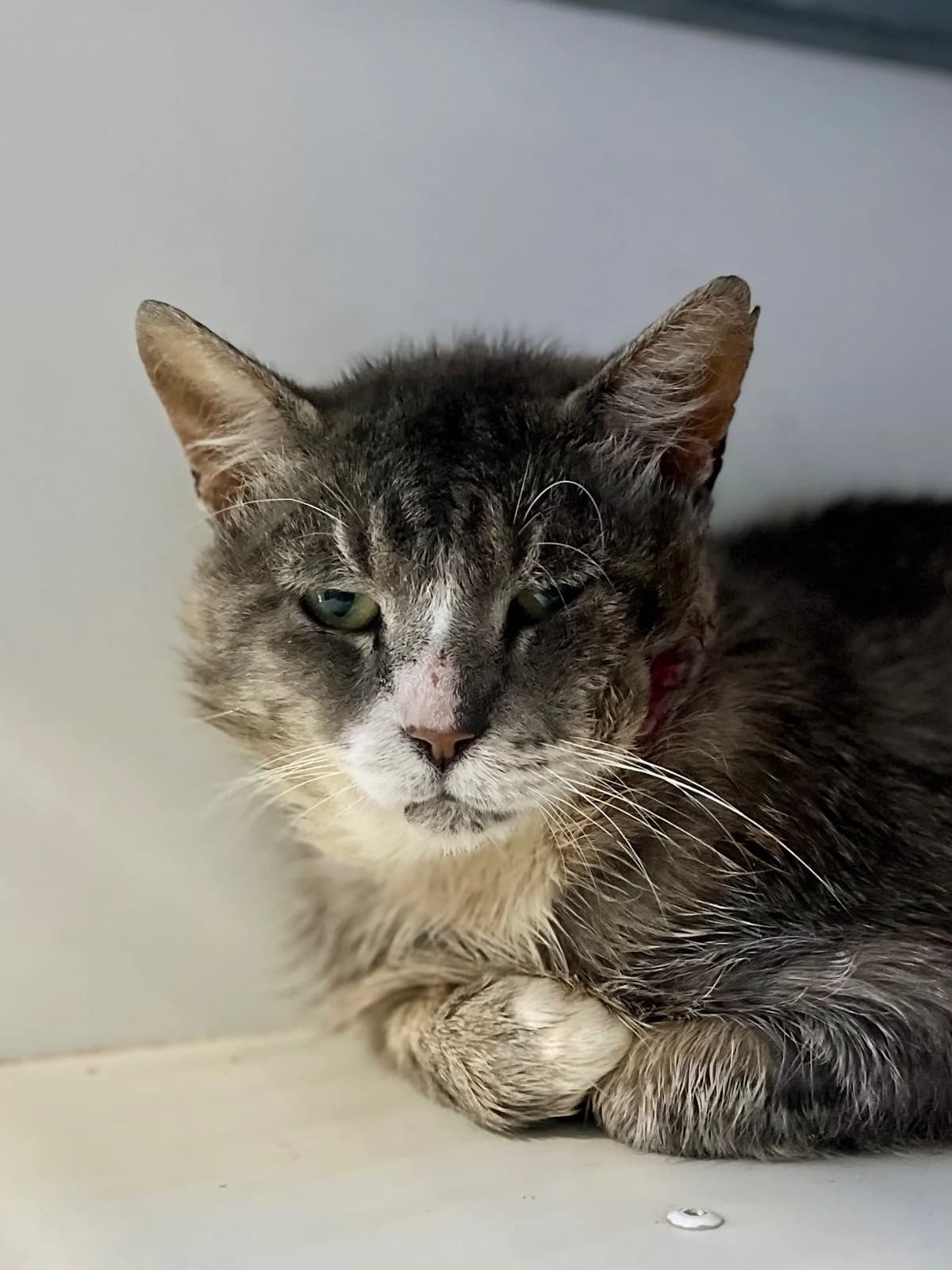 Ash ( FIV + ), male 6yo European Shorthair for adoption at SPA La Louvière, Louviere