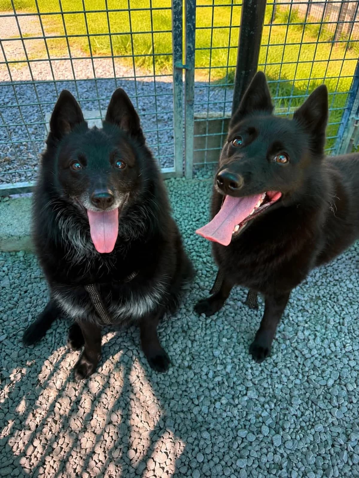 Virgile et Julie, male 4yo French Bulldog for adoption at SPA La Louvière, Louviere