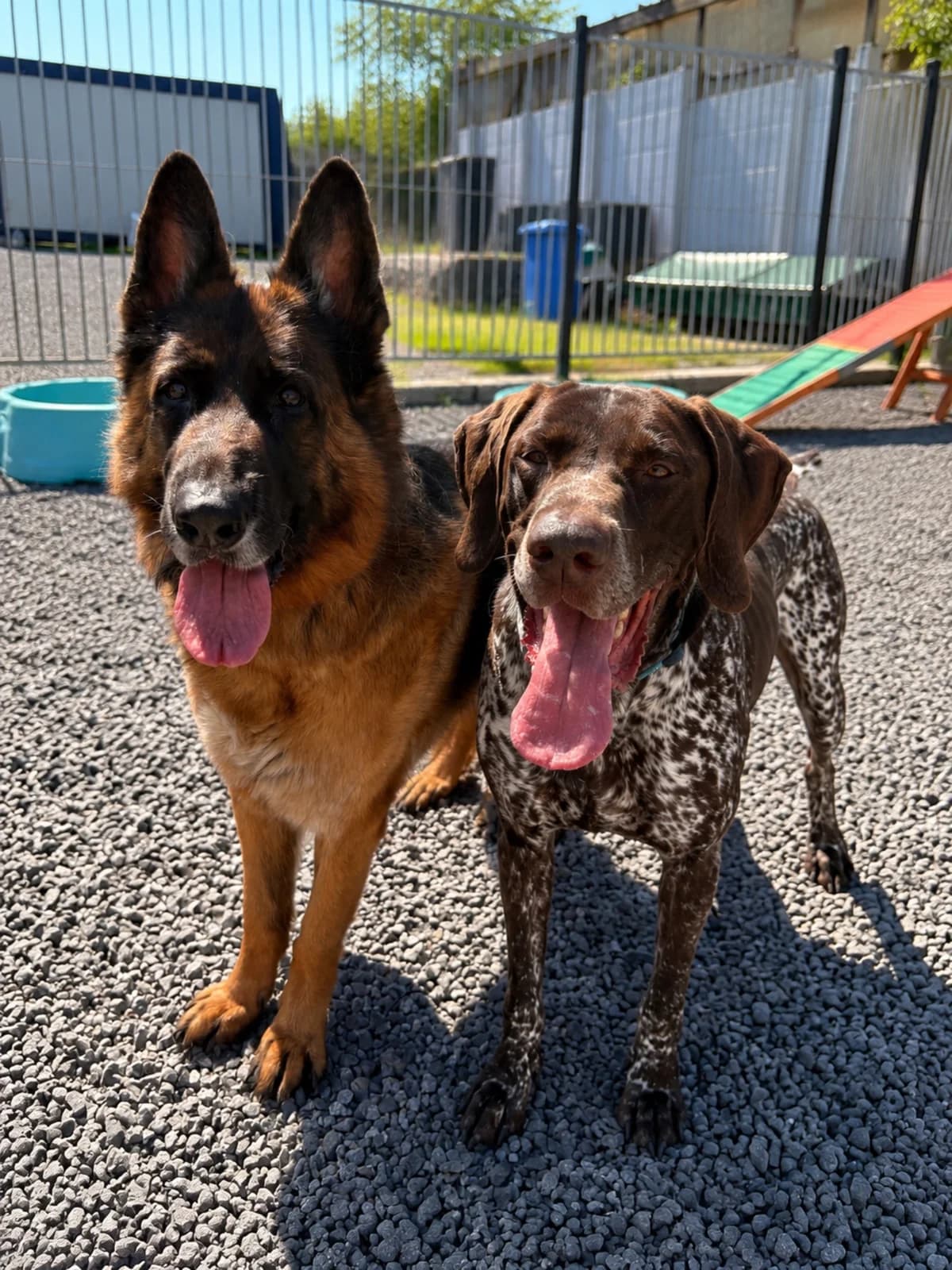 Royh et, male 7yo French Bulldog for adoption at SPA La Louvière, Louviere