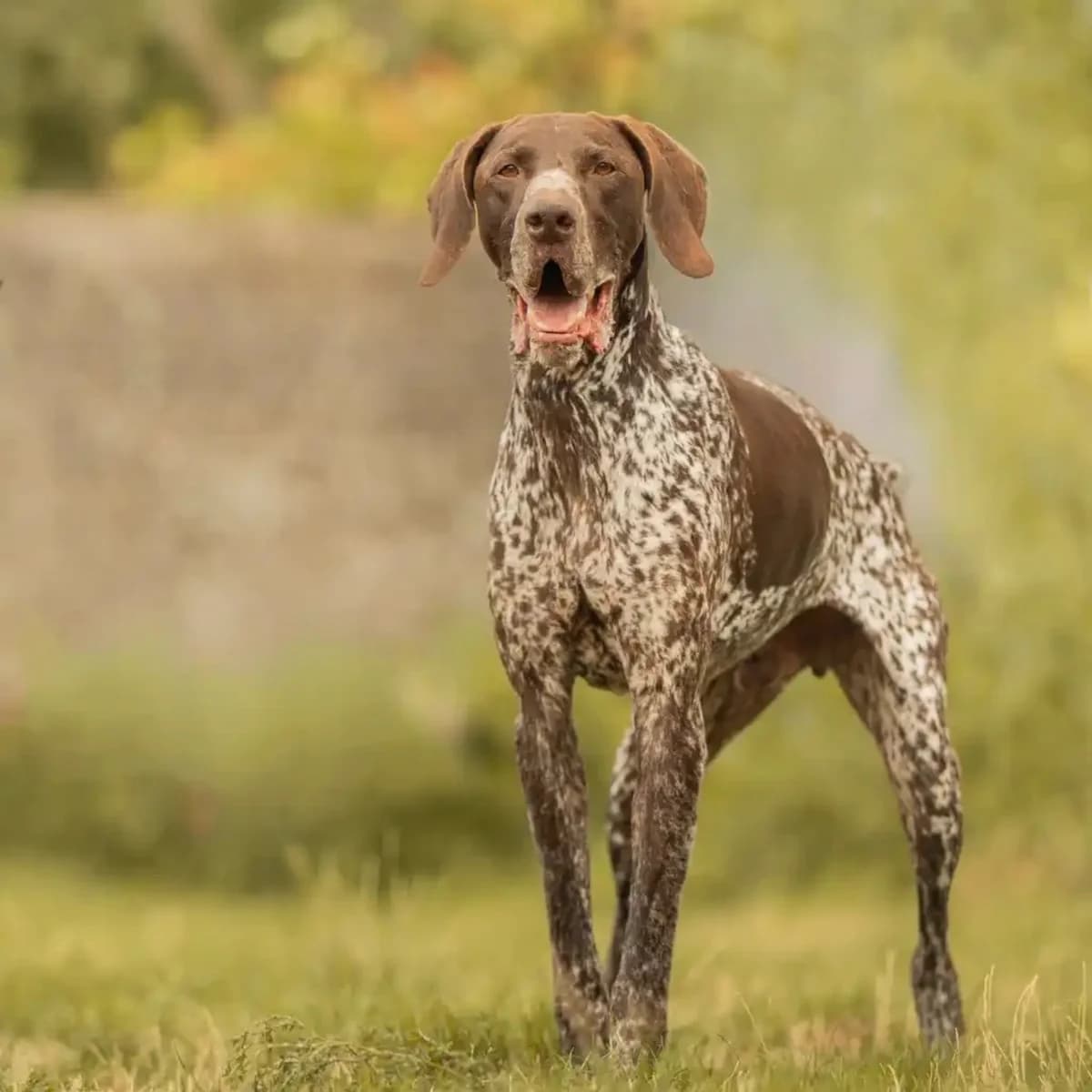 Nox, male senior Pointer for adoption at SPA La Louvière, Louviere
