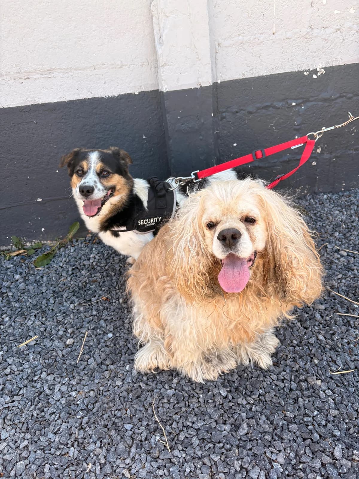 Saïko et Twix, male 4yo French Bulldog for adoption at SPA La Louvière, Louviere