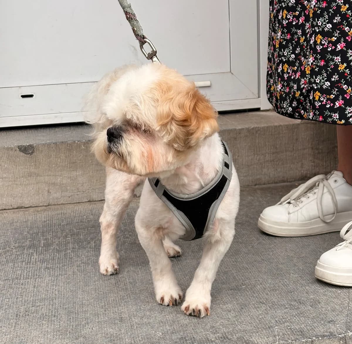 Malou, male young French Bulldog for adoption at SPA La Louvière, Louviere