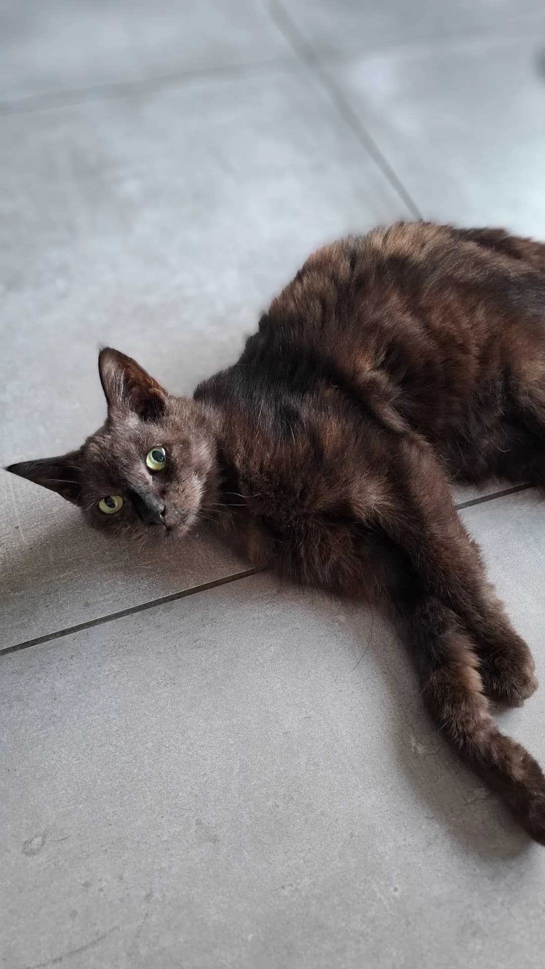 Morticia, female 6yo European Shorthair for adoption at SPA La Louvière, Louviere