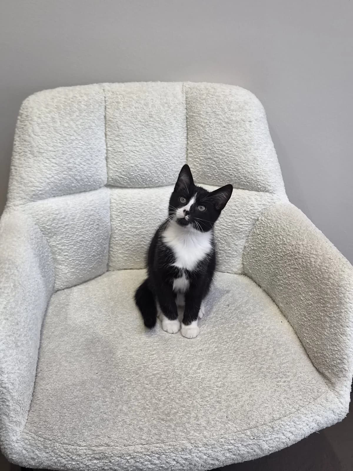 Dim, male puppy European Shorthair for adoption at SPA La Louvière, Louviere