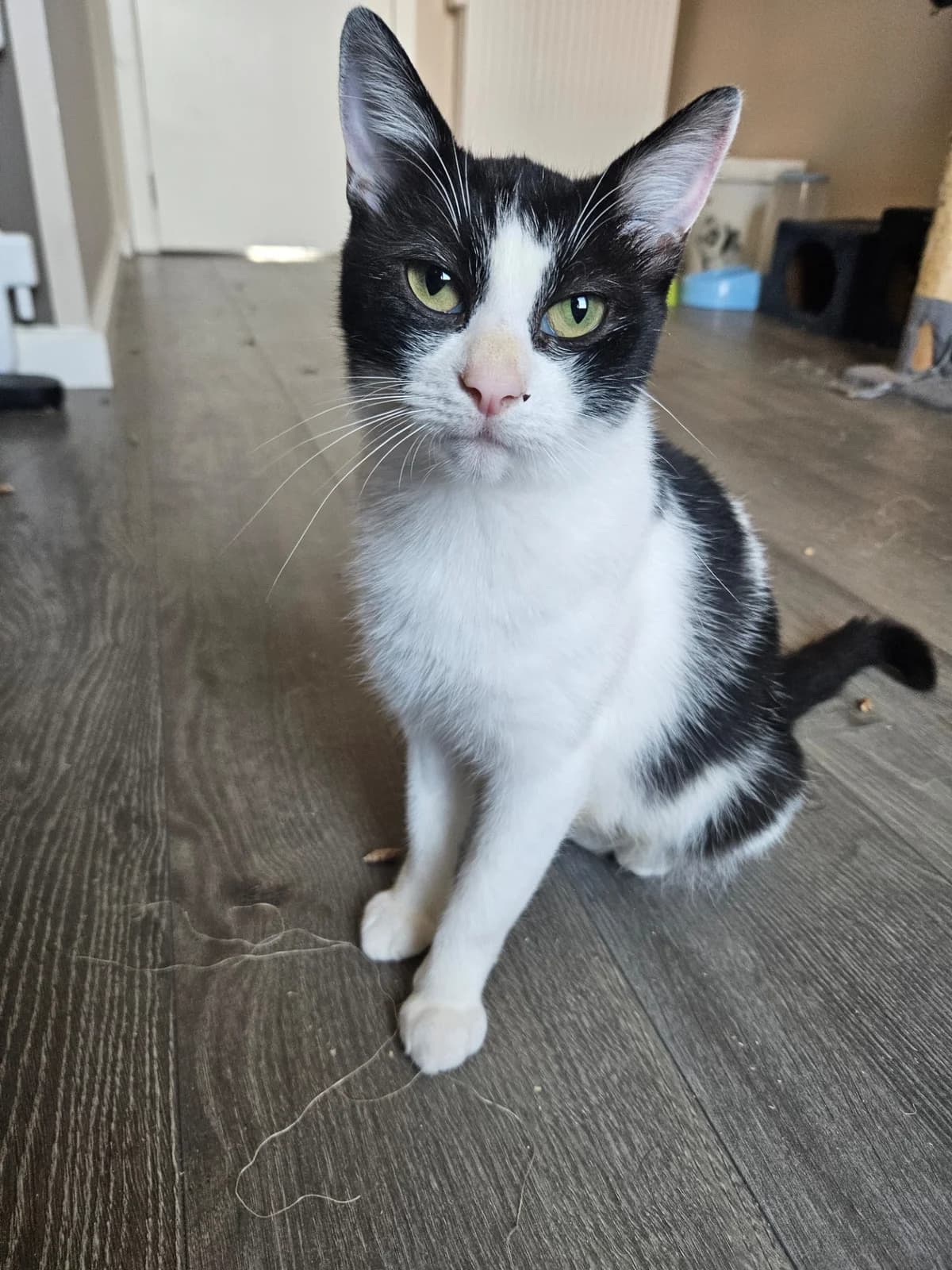 Emeraude, female 5yo European Shorthair for adoption at SPA La Louvière, Louviere