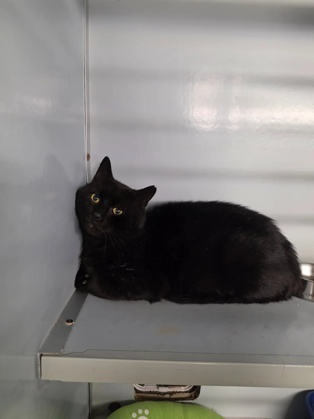 Atlas (FIV+), male 6yo European Shorthair for adoption at SPA La Louvière, Louviere