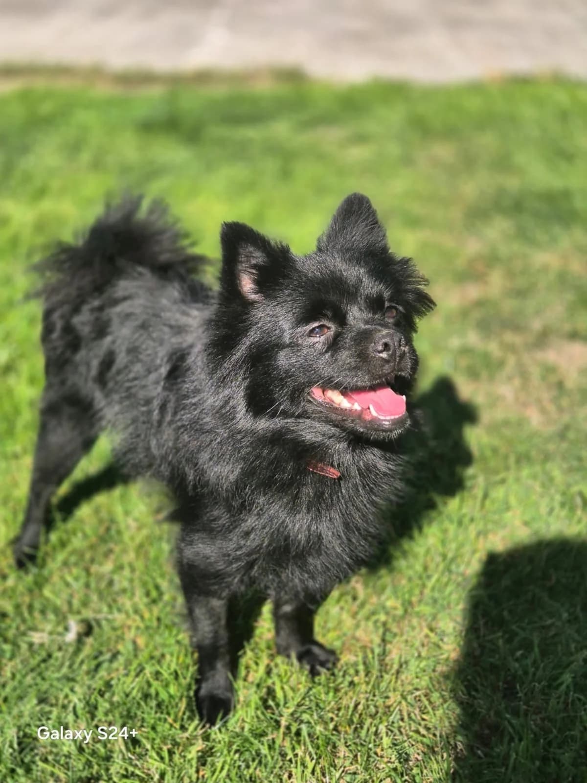 Joella, female young Pomeranian for adoption at SPA La Louvière, Louviere